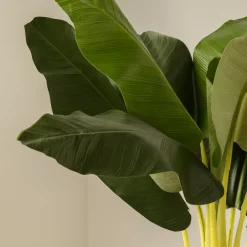 Bananeira