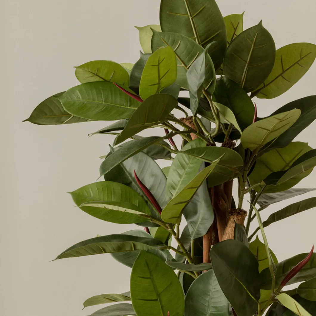 Ficus